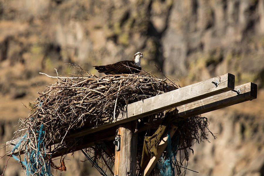 Osprey Nest Snake River Photograph by John Daly