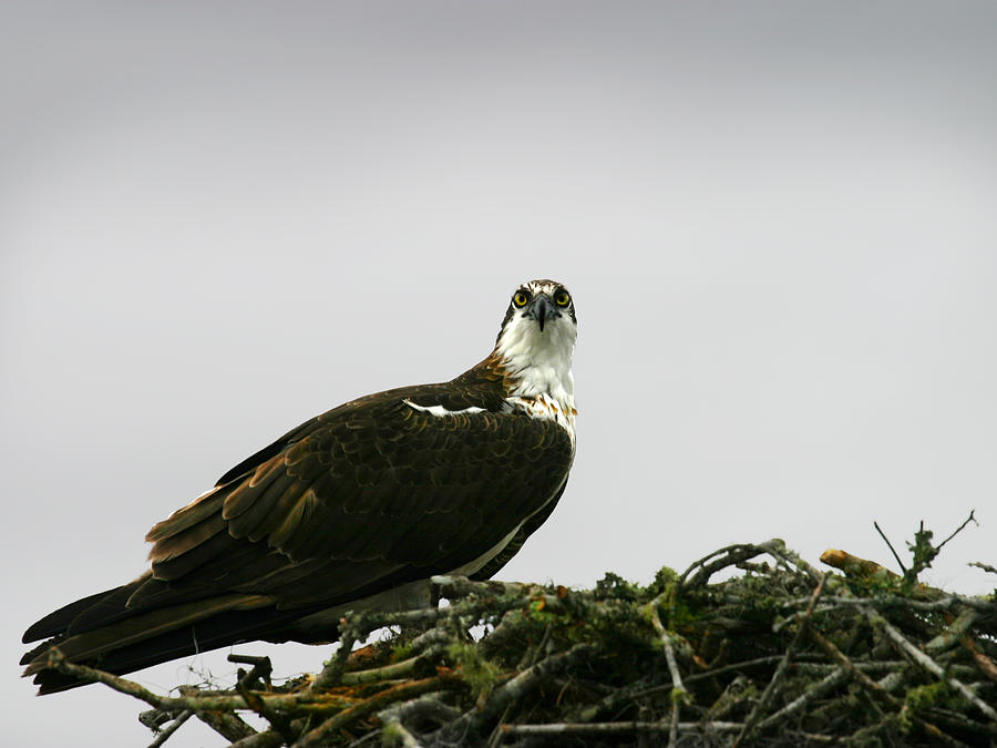 Osprey Nesting Photograph by Anthony Jones
