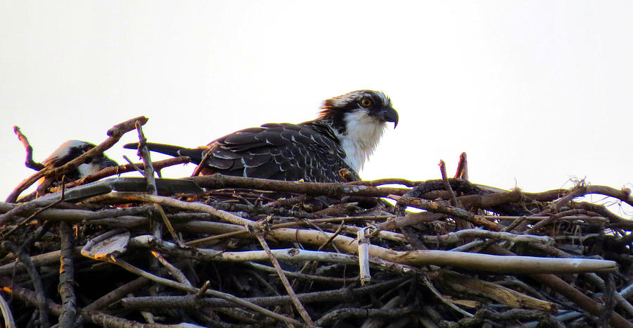 Osprey Nesting Photograph