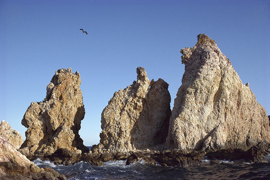 Osprey Nests On Sea Stacks Sea Photograph by Tui De Roy