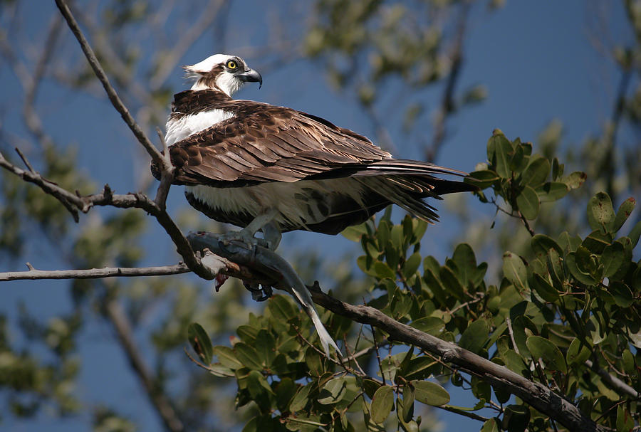Osprey of the Everglades Photograph by Kathleen Scanlan