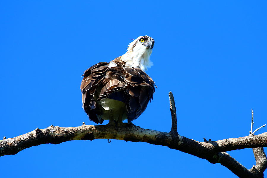 Osprey On A Branch Photograph by Christiane Schulze Art And Photography