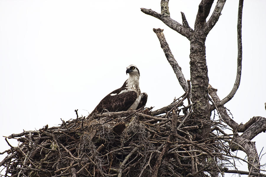 Nature Photograph - Osprey on a nest in the Everglades by Randall Nyhof