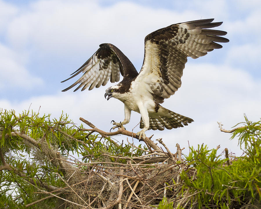 osprey nest removal