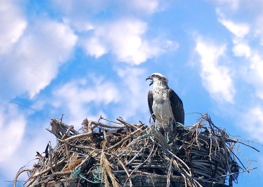 Osprey on Nest by David Rich Osprey on Nest by David Rich