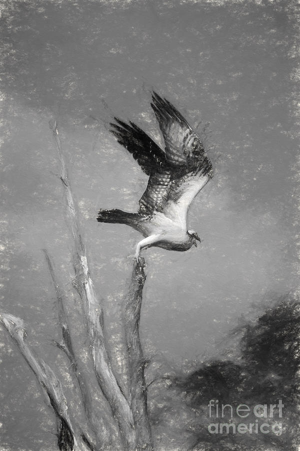 Osprey on the Hunt Digital Art by Heidi Farmer