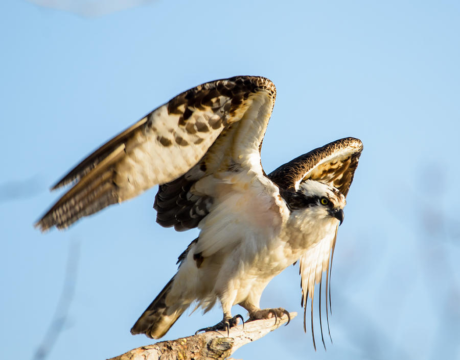 Osprey on the Move Photograph by Kathi Isserman - Fine Art America