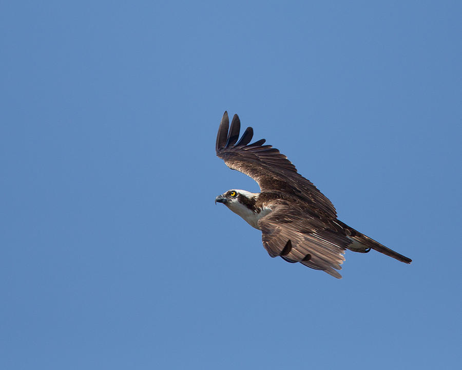 Osprey over Potomac Photograph by Jack Nevitt