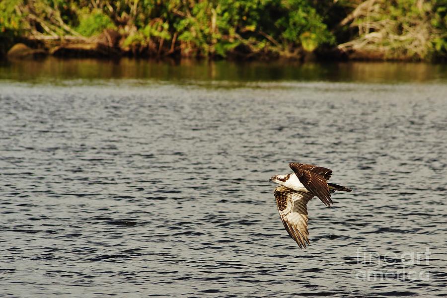 Osprey Photograph - Osprey Over the River by Wibada Photo