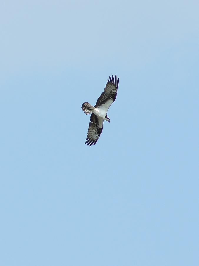 Osprey Overhead Photograph by Lynda Dawson-Youngclaus