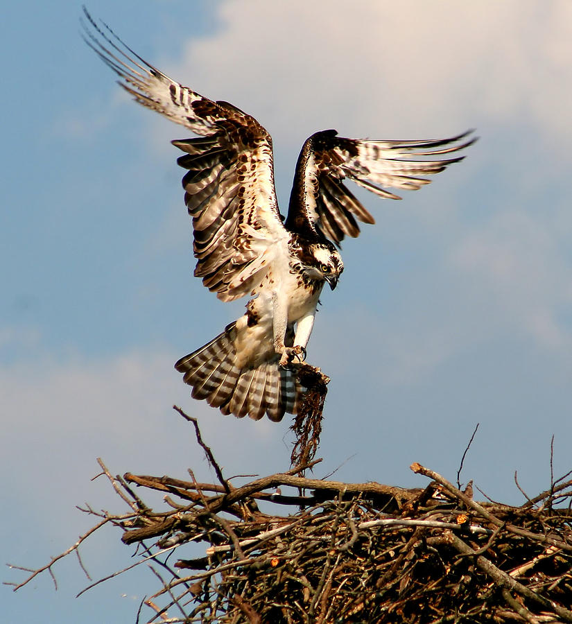 Osprey Padding the Nest Photograph by Roger Becker