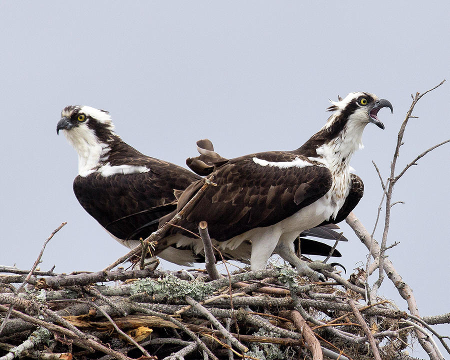 Osprey Pair Photograph by Alan Raasch