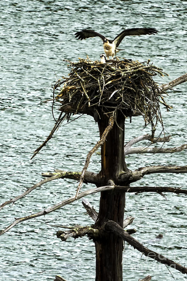 Osprey Pair Nesting Photograph by Thomas R Fletcher