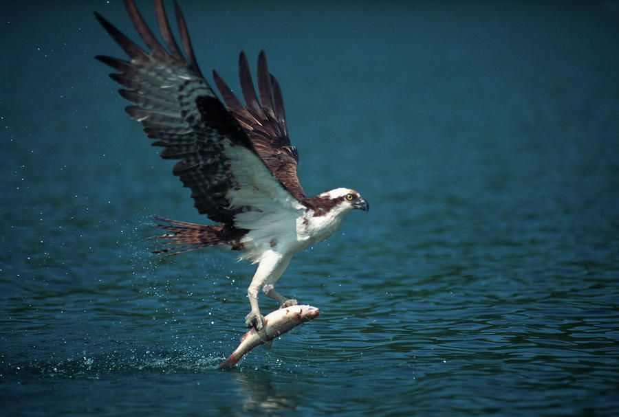 osprey with fish