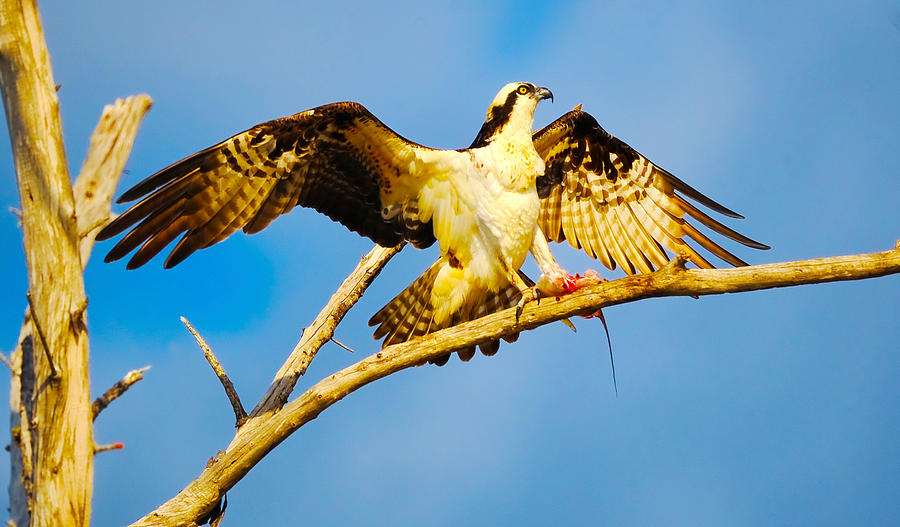 Osprey Pandion Haliaetus With Spread Photograph by Panoramic Images ...