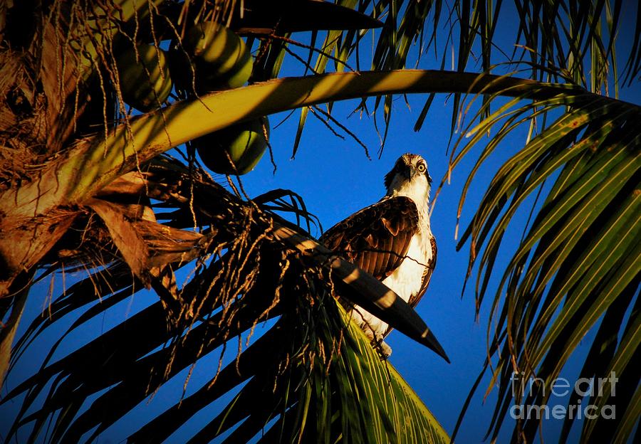 Osprey paradise Photograph by Quinn Sedam