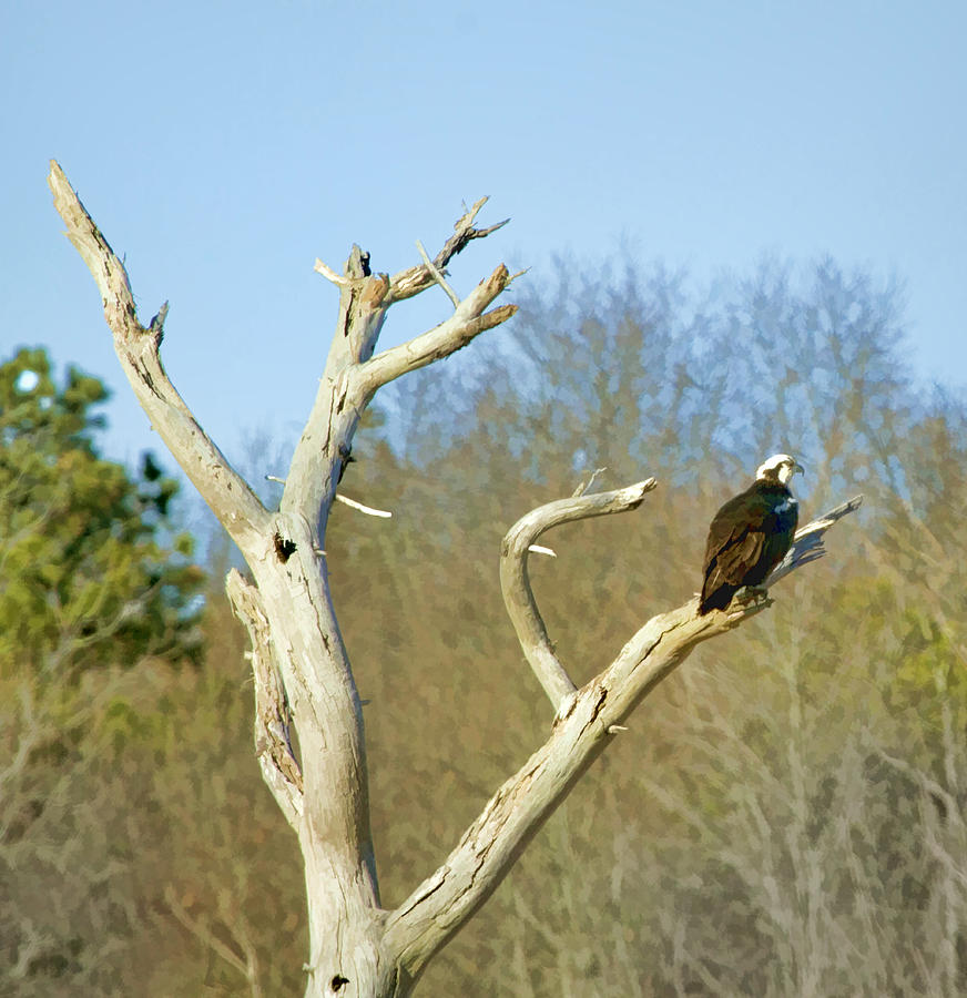 Osprey Perched In A Dead Tree - Photo Art Photograph by Constantine Gregory