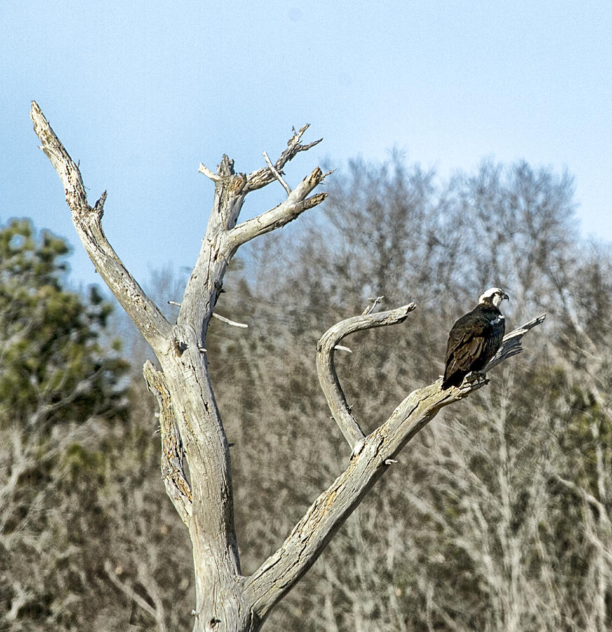 Osprey Perched In A Dead Tree Photograph by Constantine Gregory