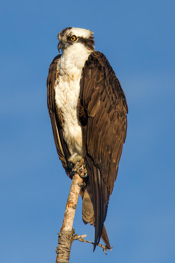 Osprey Perched In Yellowstone National Park Photograph by Martin Belan