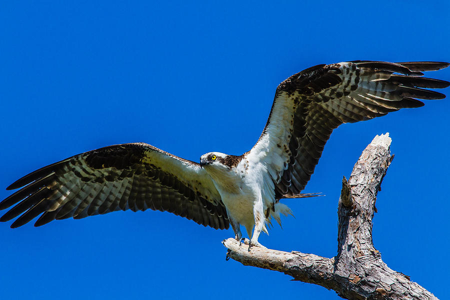 Osprey Perched Photograph