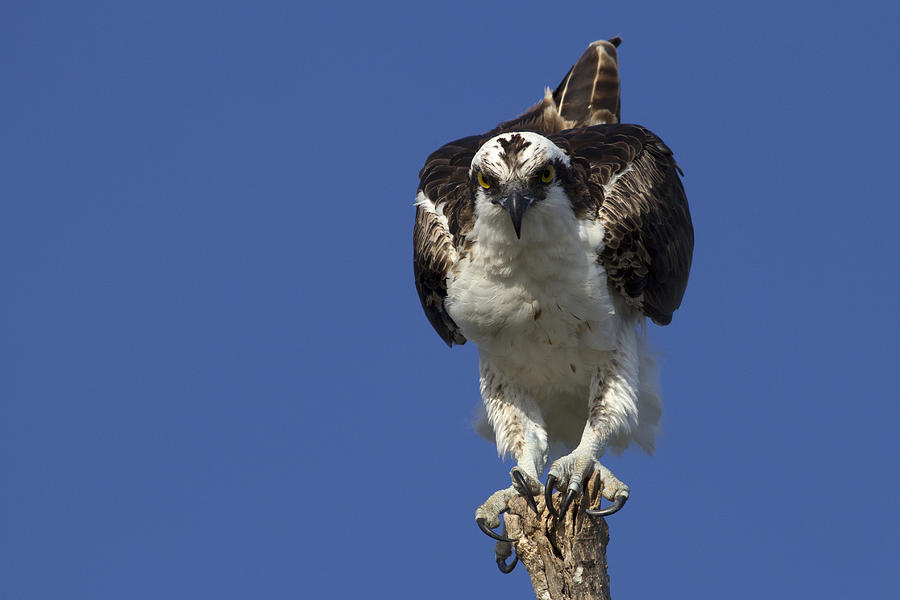 Osprey Photo Photograph