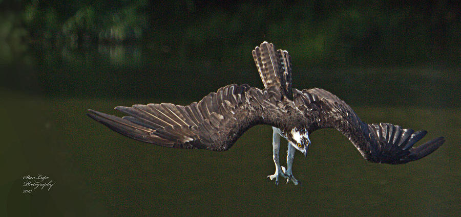 Osprey Diving Photograph - Osprey Plunging by Stanley Lupo