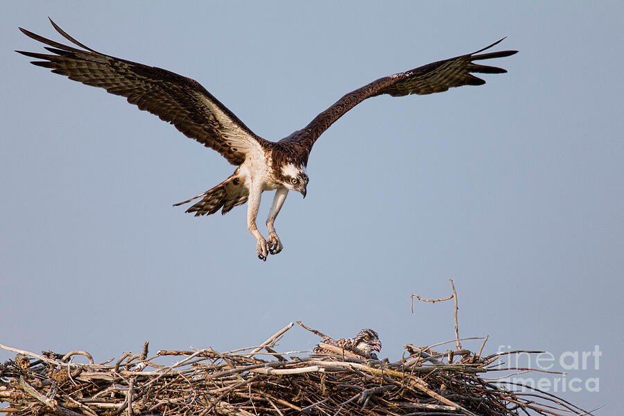 Osprey Returning to Nest Photograph by Jerry Fornarotto - Pixels