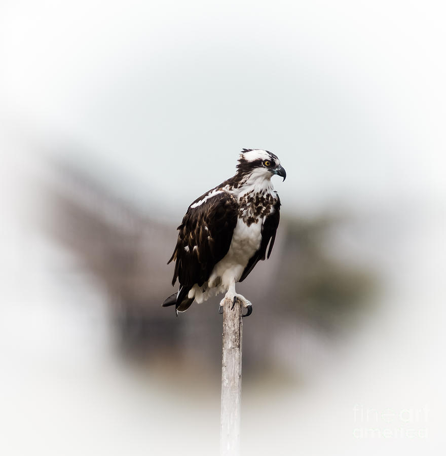 Osprey Photograph by Robert Frederick