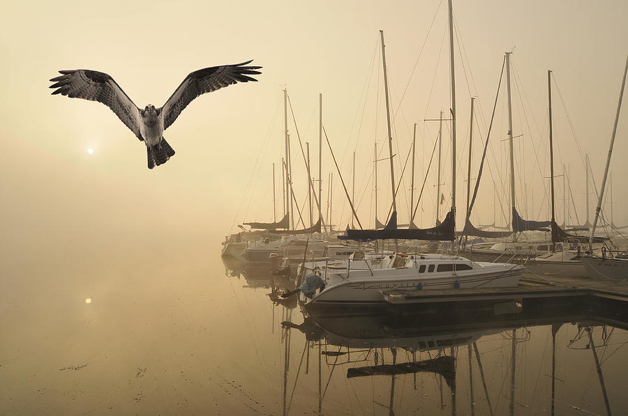 Osprey sailing club Sunrise Photograph by Randall Branham