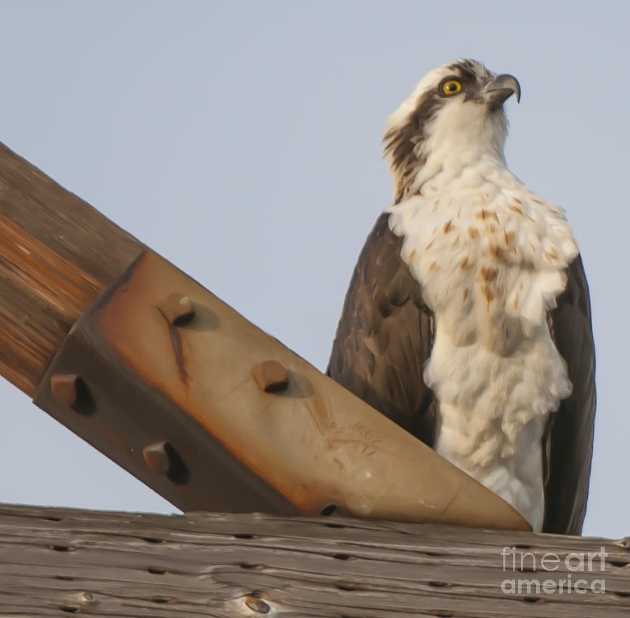 Osprey -seahawk Photograph