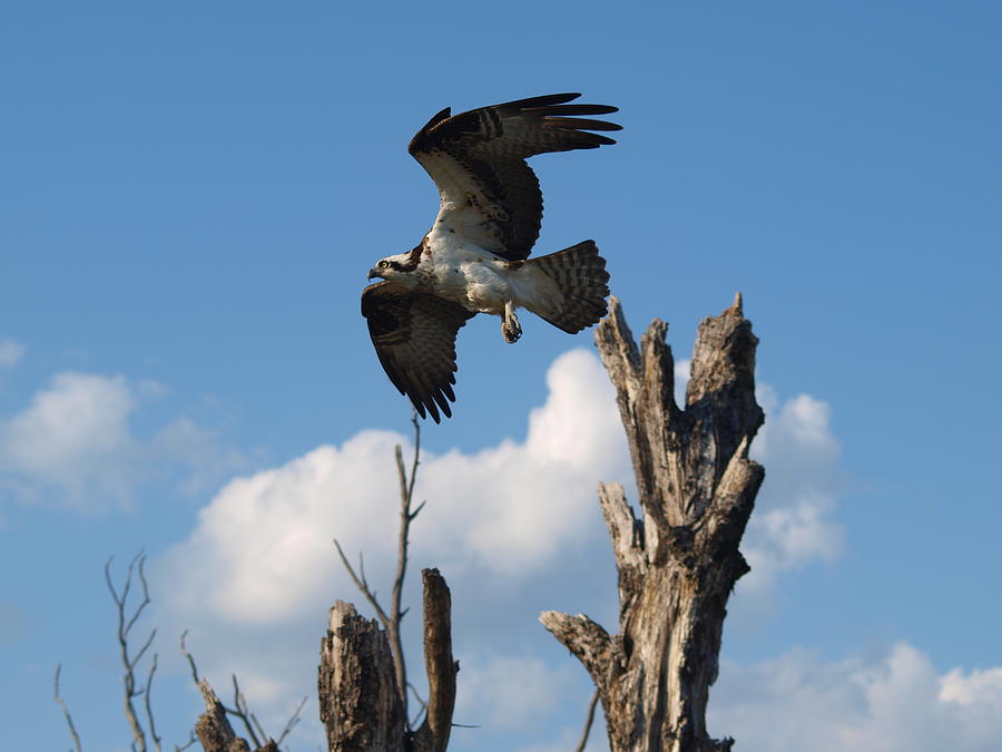 Osprey In Flight Photograph - Osprey by Sean McDermott