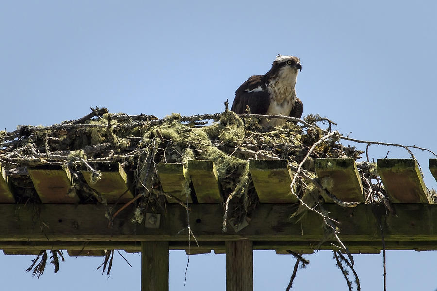 Osprey-Sitting on Nest Photograph by Belinda Greb