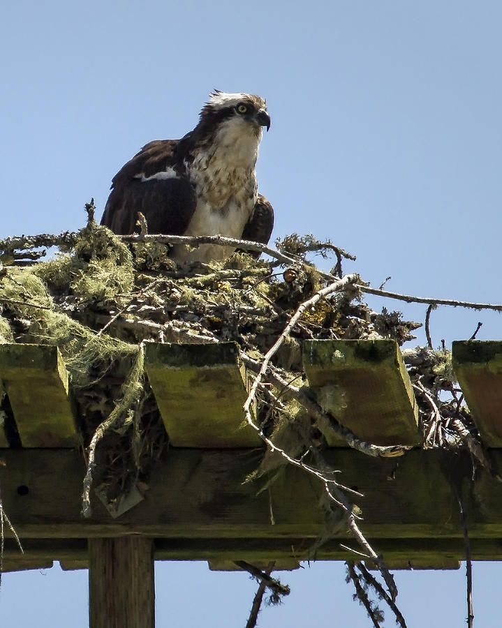 Osprey-Sitting on Nest cr Photograph by Belinda Greb