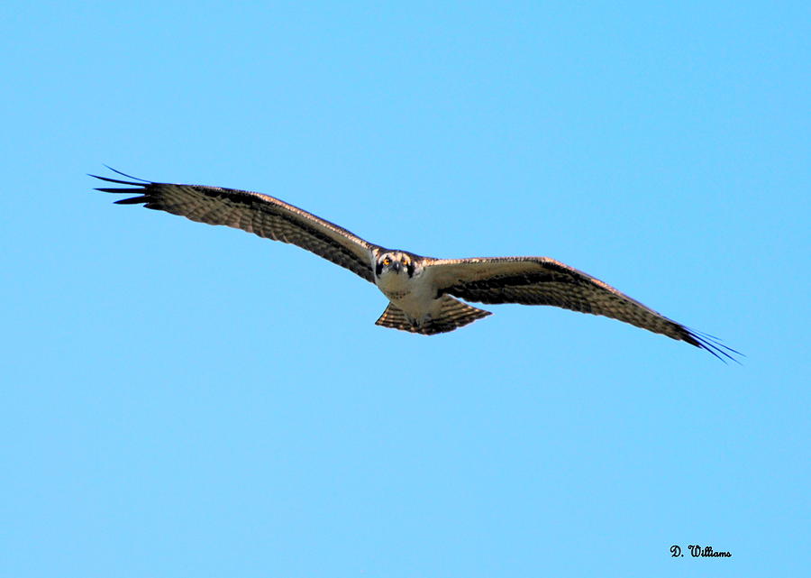 Osprey soaring above Photograph by Dan Williams