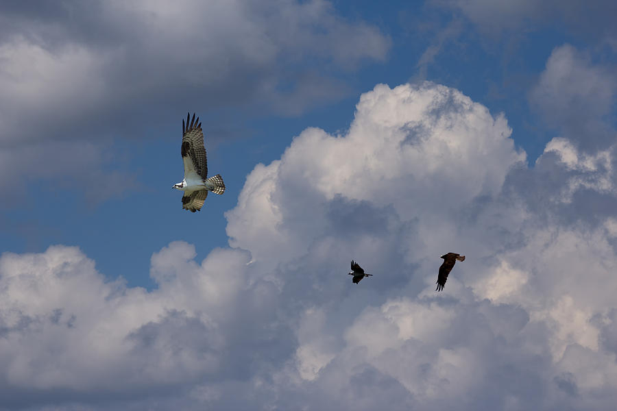 Osprey Soaring Beneath The Clouds Photograph