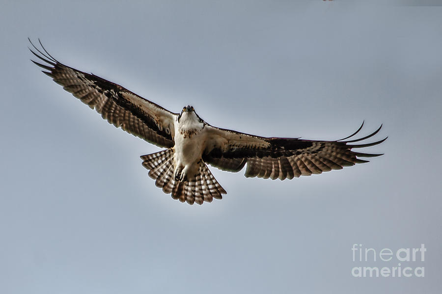 Bird Photograph - Osprey Soaring by Robert Bales