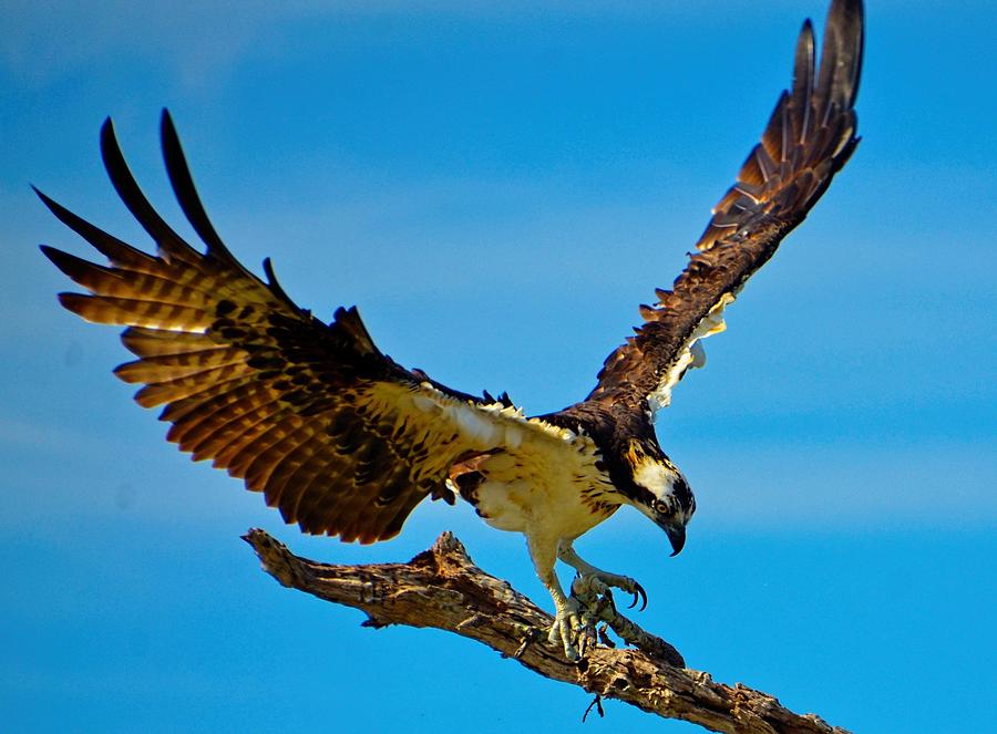 Osprey Spreading it's Wings Photograph by Pamela Blizzard