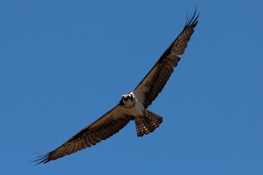 Osprey Stare Down Photograph by John Daly