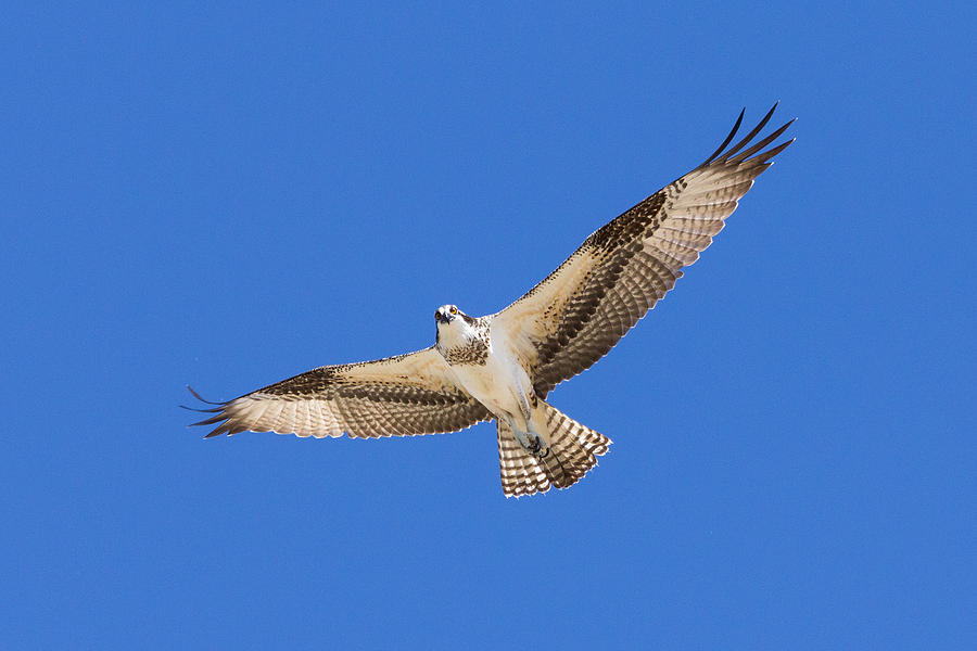 Osprey Stares During Flyover Photograph by Tony Hake