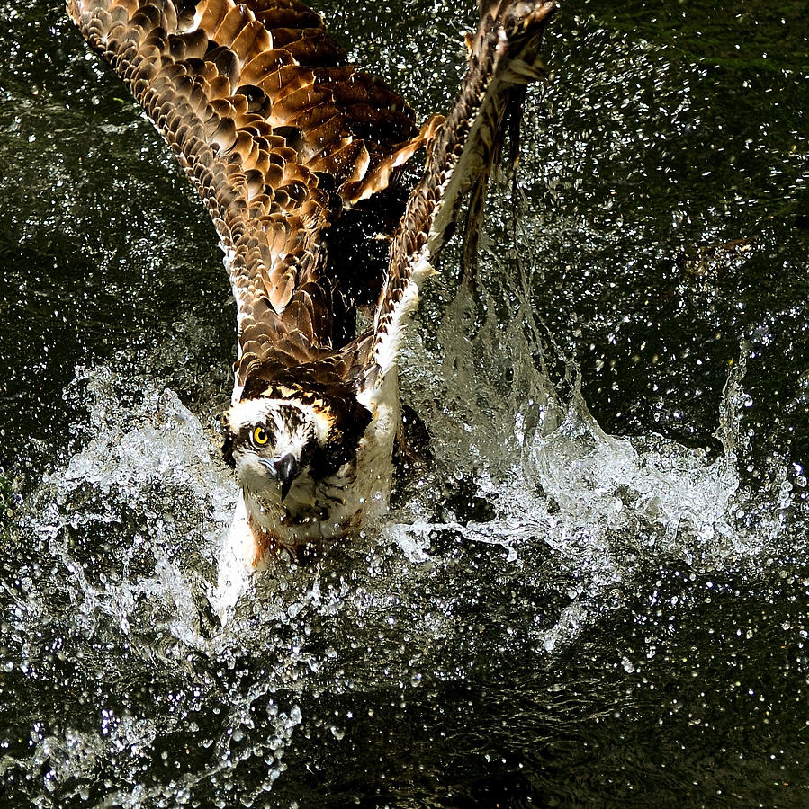 Osprey Photograph by Stuart Harrison