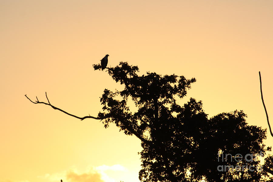 Osprey Sunset Photograph