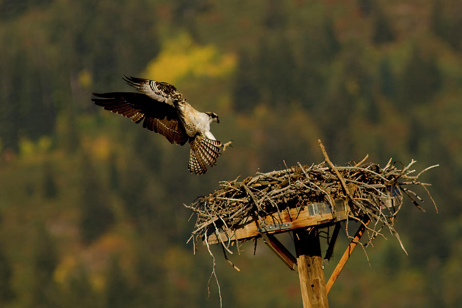 Nature Photograph - Osprey Takes Flight In Grand Tetons N.p by Kevin Vandivier
