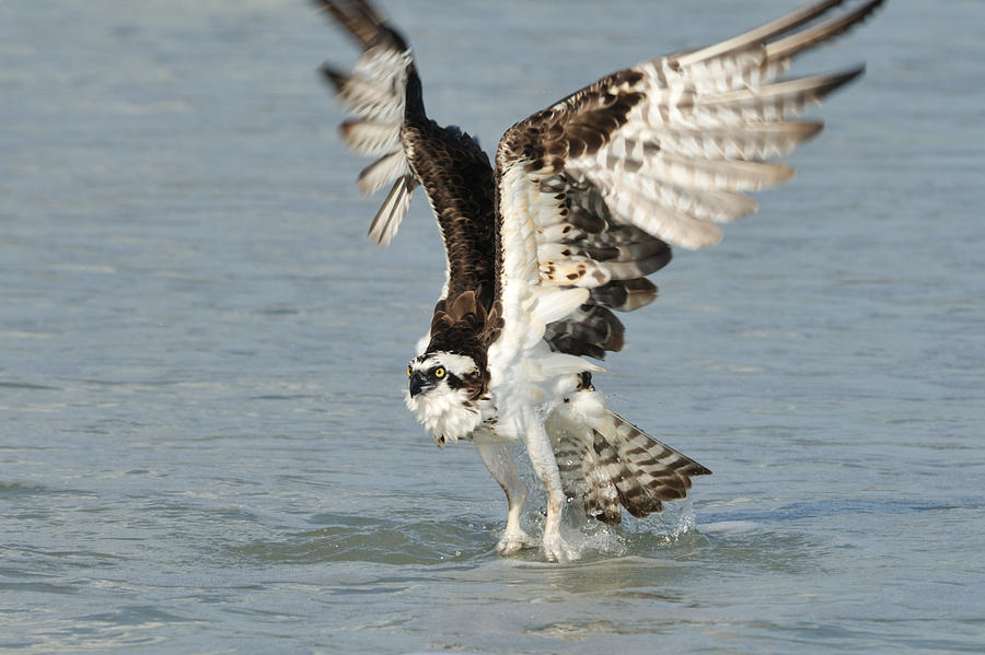 Osprey taking off Photograph by Bradford Martin