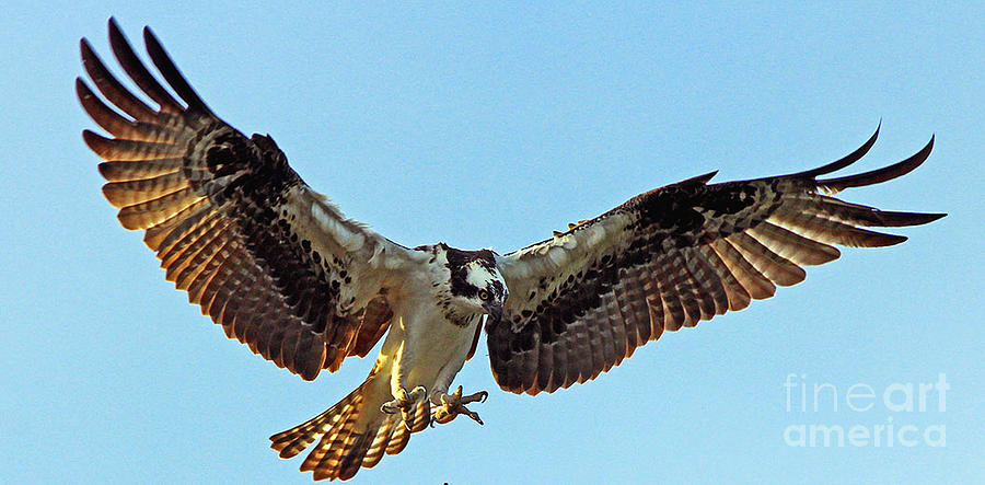 Osprey Talons First Photograph by Larry Nieland