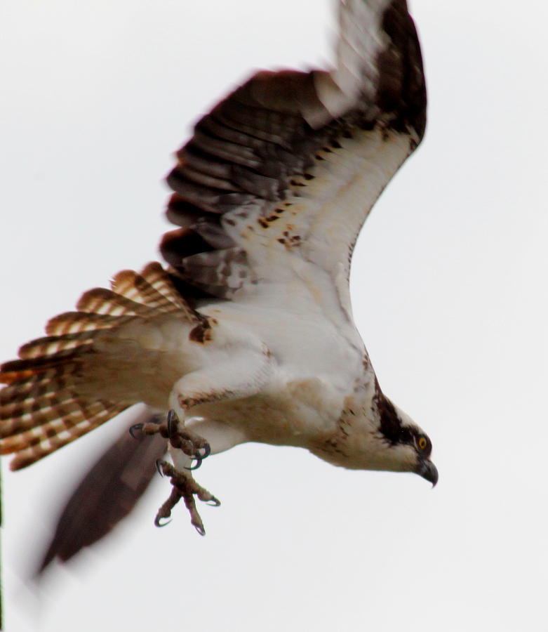 Osprey Talons Photograph by Trent Mallett