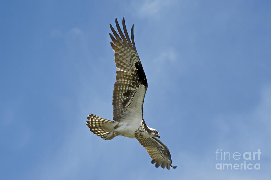 Osprey Time of Year Photograph by Andrea Kollo