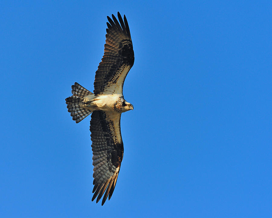 Osprey Photograph by Tony Beck