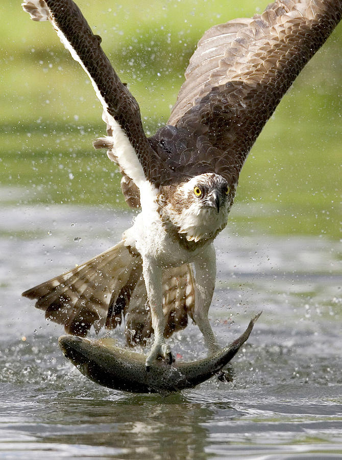 Osprey Photograph - Osprey With A Living Fish, Fischadler by Fritz Polking - Vwpics