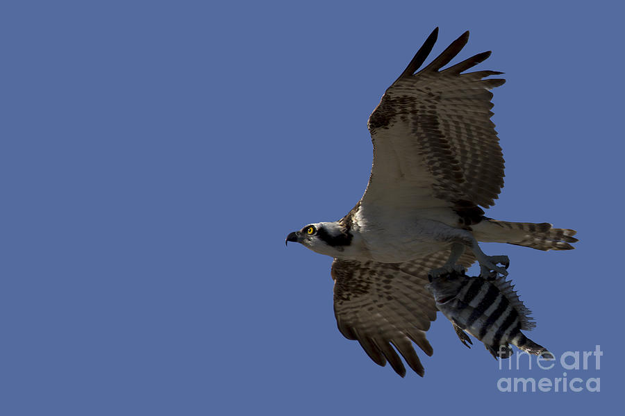Osprey with Breakfast Photograph by Meg Rousher