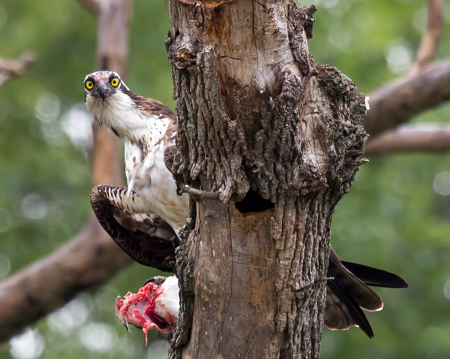 Osprey with Catch Photograph by Alan Raasch